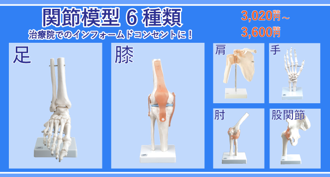 最大58%OFFクーポン Shop de Clinic3B社 人体模型 ブタの全身骨格標本 t30013 鍼灸 模型