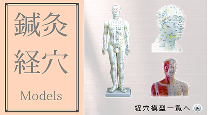 当店限定販売】 Shop de Clinic3B社 人体模型 ウシの頭蓋骨標本 t30015 鍼灸 模型