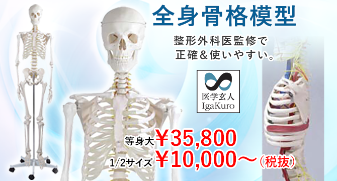 ディスカウント Shop de Clinicソムソ社 等身大骨格模型 靭帯付 qs10_6 鍼灸 模型