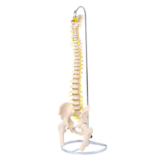 脊柱模型 大腿骨付きモデル