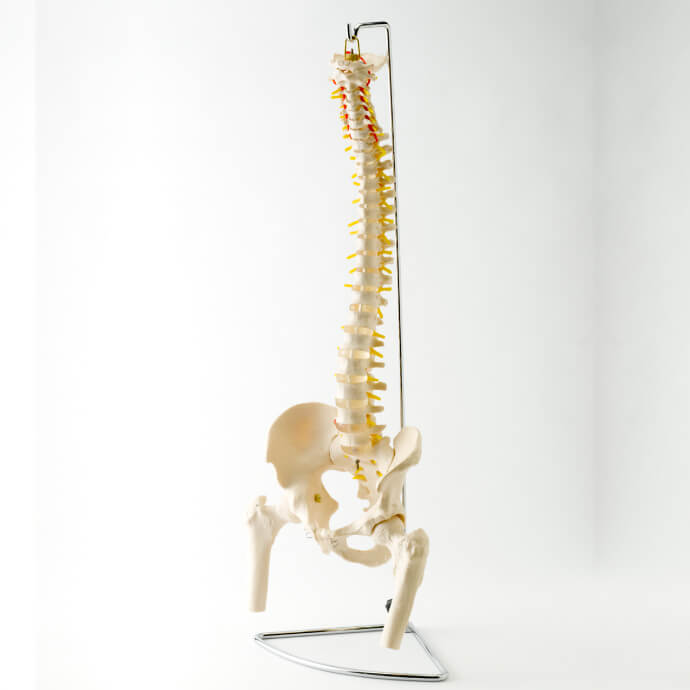 販売代理店 【大幅値下げ中】背骨脊柱骨格標本（骨盤大腿骨付き 
