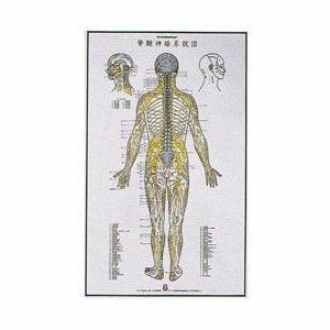 人体ﾎﾟｽﾀｰ 脊髄神経系統図92×57cm