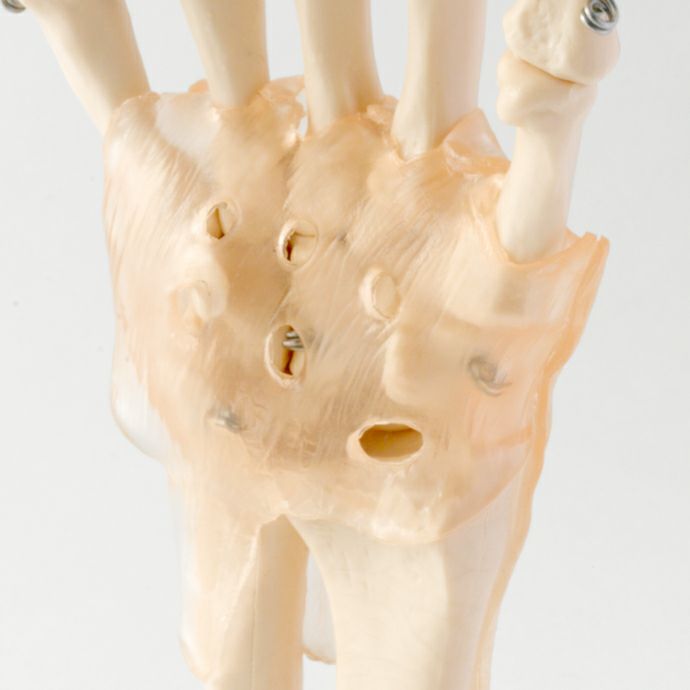 手関節模型 靭帯付き