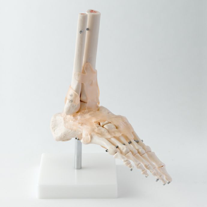 足関節模型 靭帯付き