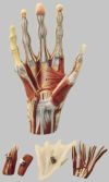 手の筋肉解剖模型　NS13