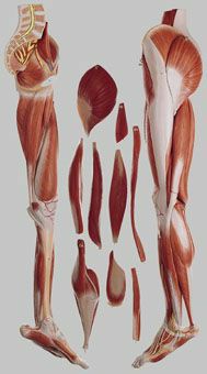 下肢筋肉解剖模型　NS10