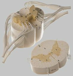 脊髄と脊髄神経模型　BS32 37