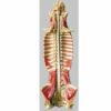 脊髄管の中の脊髄模型　BS31