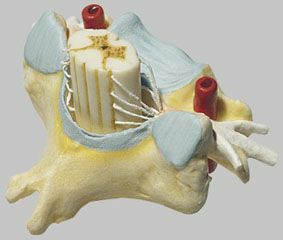 脊髄付第6頸椎模型 BS29 | トワテック