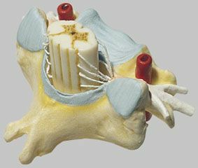 脊髄付第6頸椎模型　BS29