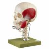 頭蓋骨分解模型（14分解、無地頸椎＋咀嚼筋付）　QS8 2C+M