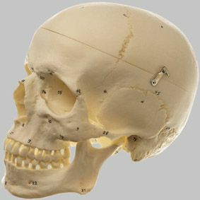 頭蓋骨分解模型（3分解）　QS7/1
