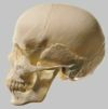 頭蓋骨分解模型(18分解)QS8/218