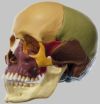 頭蓋骨分解模型（14分解、色分）　QS8/3
