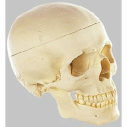頭蓋骨分解模型（3分解） QS7/E | トワテック