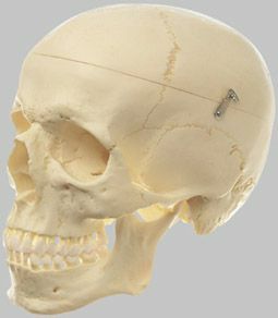 頭蓋骨分解模型（3分解）　QS7