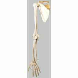 上肢骨模型　QS14