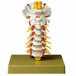 頸椎模型　QS65
