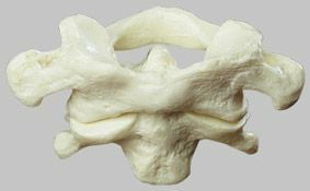 第一頸椎と第二頸椎、スタンド台付　QS56
