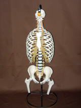 胸郭・股関節付脊椎骨盤模型（仙骨部一部脱着可）　QS21/8SC
