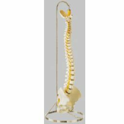 脊椎骨盤模型（仙骨部一部脱着可）　QS21/3SC