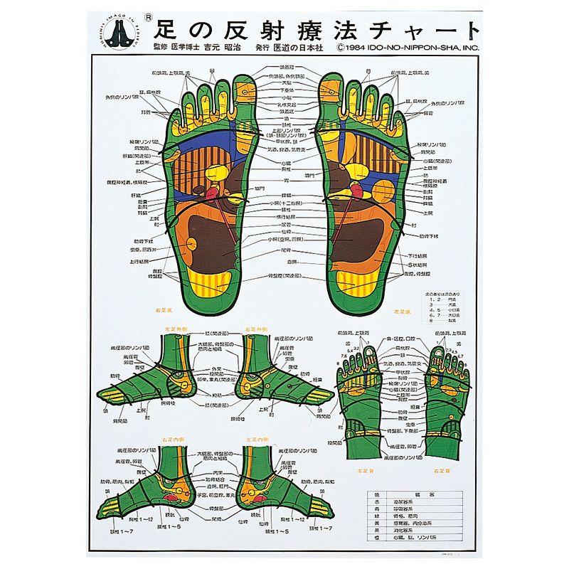 足の反射療法チャート　70×51cm