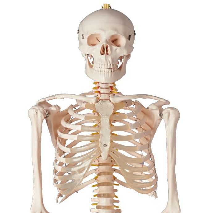 カラー白人体模型 等身大 ガイコツ 骨格 180cm 組み立て式 歯の付属品
