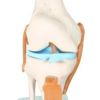 膝関節模型 IK61