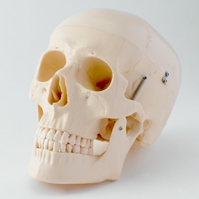 頭蓋骨模型 標準型（2分解）