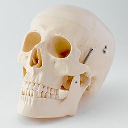 頭蓋骨模型 頸椎付属（3分解）
