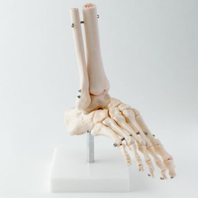 手関節模型 | トワテック