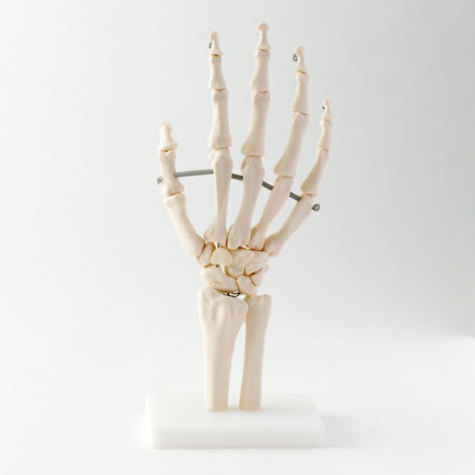 手関節模型 | トワテック
