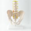 骨盤腰椎模型