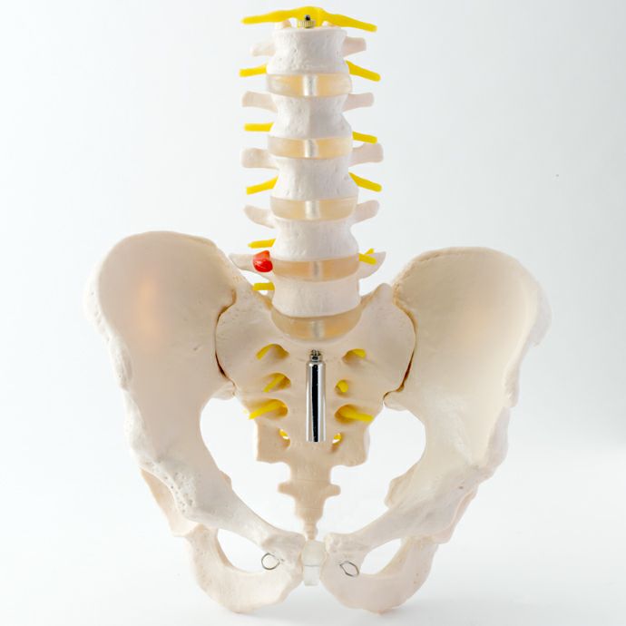 骨盤腰椎模型