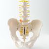 骨盤腰椎模型