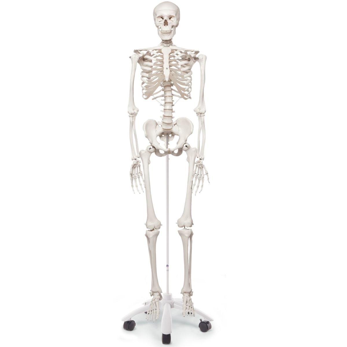 スタン 標準型骨格モデル 直立型スタンド仕様　A10