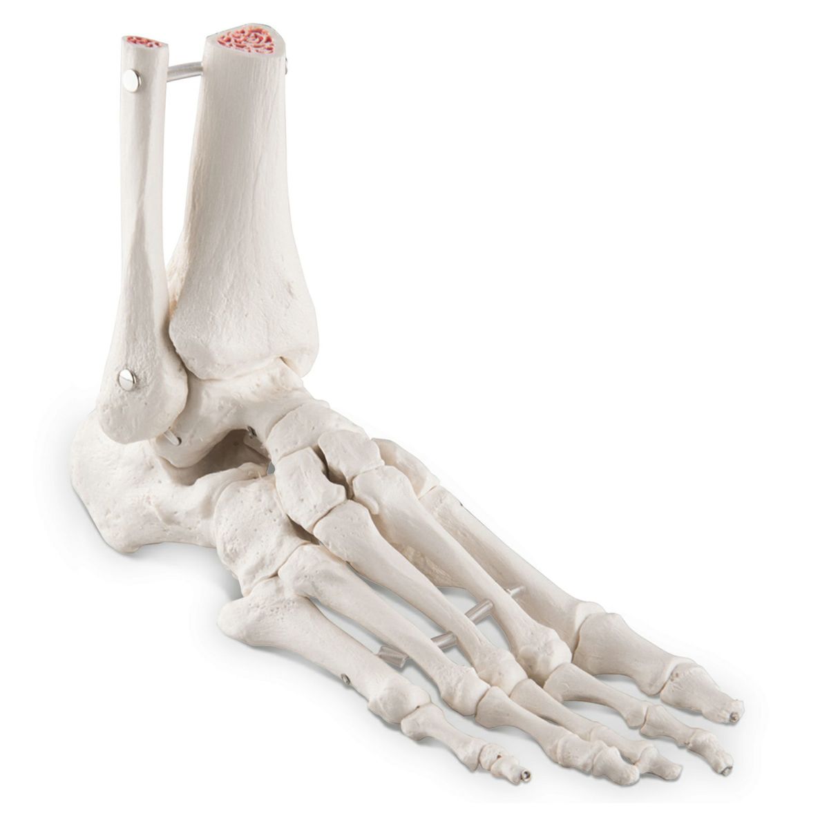 足の骨モデル、脛骨・腓骨付　エラスティックコードつなぎ　A31 1【左右指定不可】