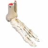 足の骨モデル、脛骨・腓骨付　エラスティックコードつなぎ　A31 1【左右指定不可】