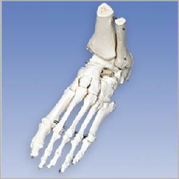 足の骨モデル、脛骨・腓骨付、ワイヤーつなぎ　A31【左右指定不可】