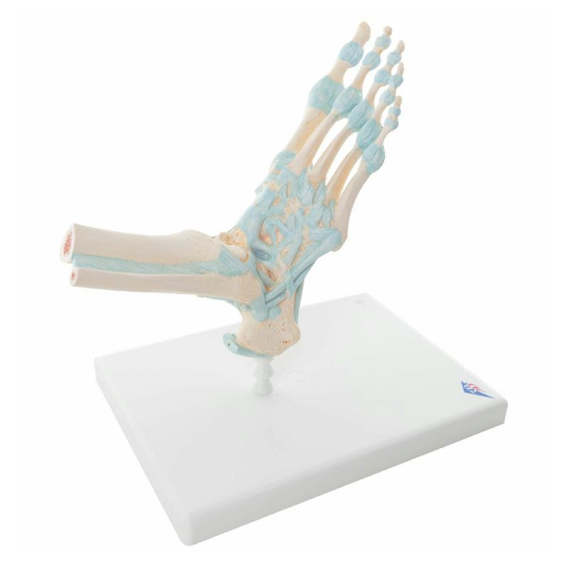 足関節、靭帯付モデル　M34