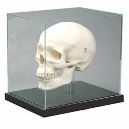 頭蓋骨展示ケース　ZZD0002