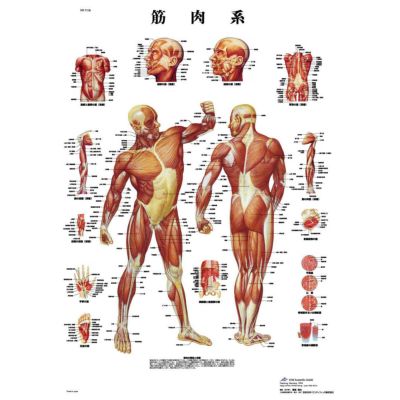 トワテック製　実物大　膝・足・指　まとめセット　人体模型 51wgo6dPwbL._AC_SY200_QL15_.jpg