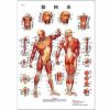 医学チャート　日本語版、B2ポスター「筋肉系」　VR7118B
