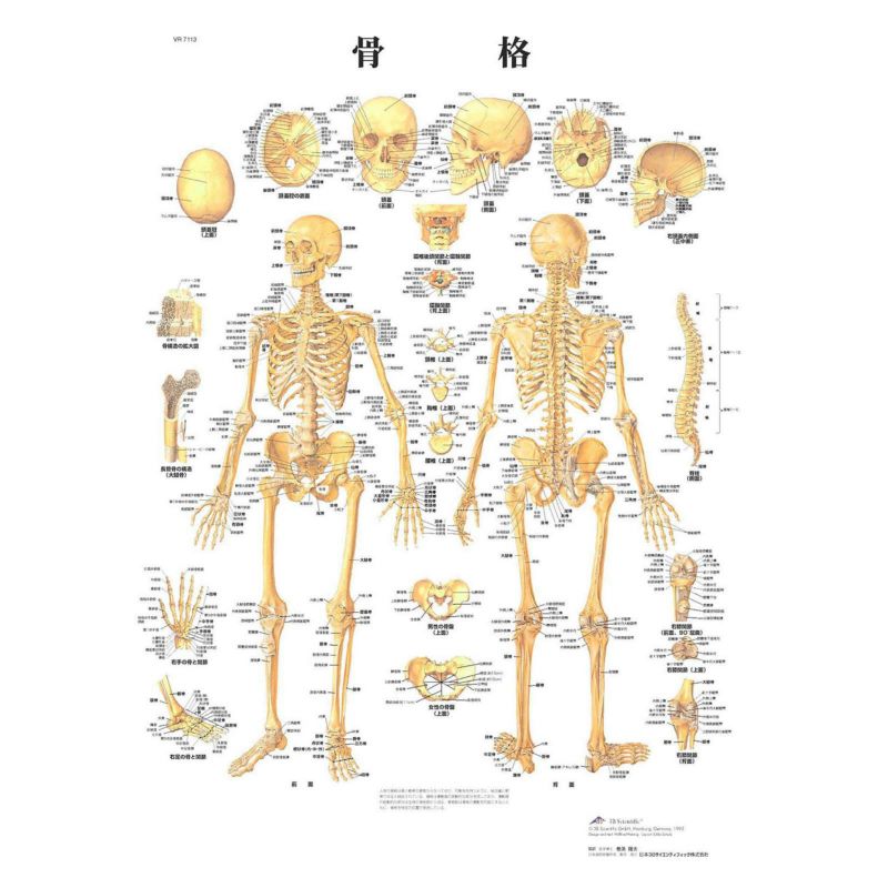 人体模型 | トワテック