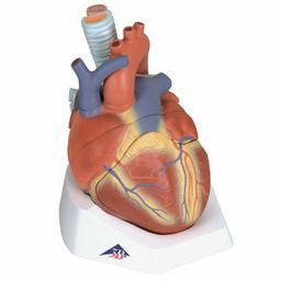 心臓、成人・7分解モデル　VD253