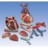 心臓、横隔膜付、3倍大・10分解モデル　VD251