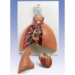 肺、実物大・5分解モデル　VC243
