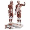 男性、筋肉解剖、37分解モデル　VA01