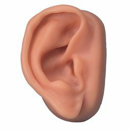 耳鍼モデル、右耳　N15 1R