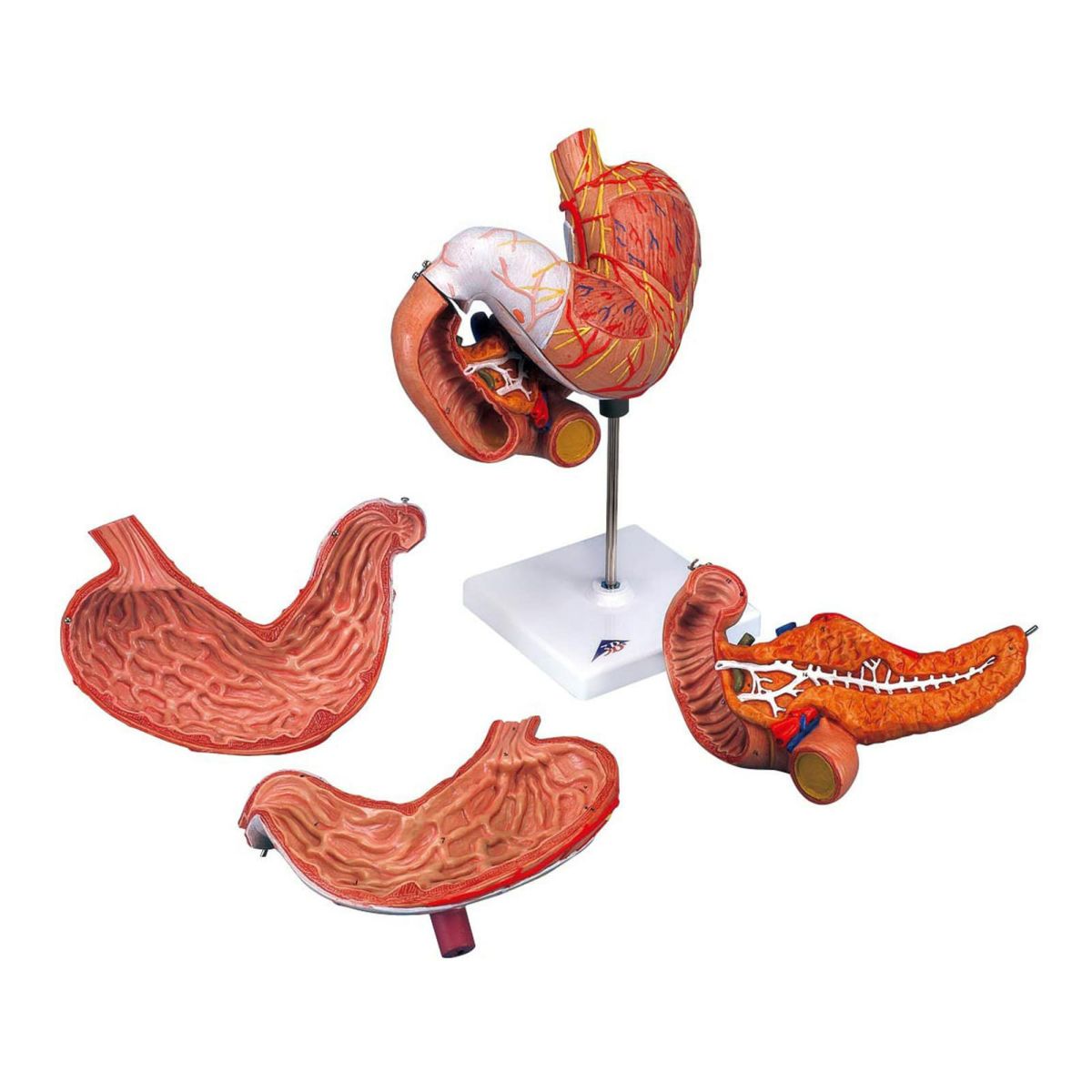 胃、3分解モデル、十二指腸・膵臓付　K16